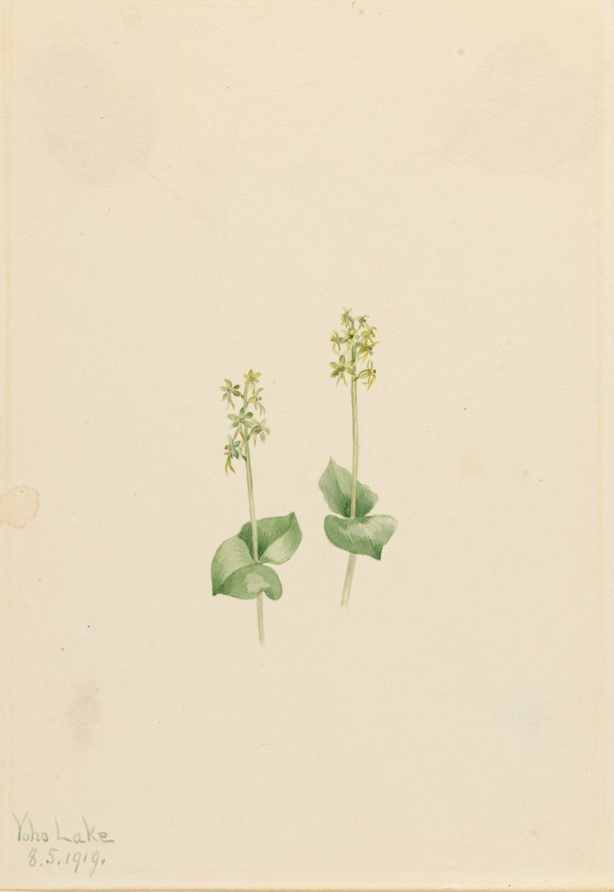 Rocky Mountain Twayblade (Ophrys necrophylla) door Mary Vaux Walcott