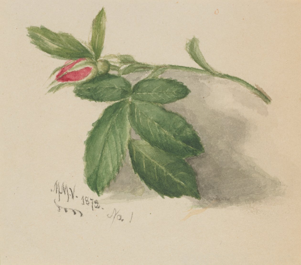 Rozenknop, 1872 door Mary Vaux Walcott