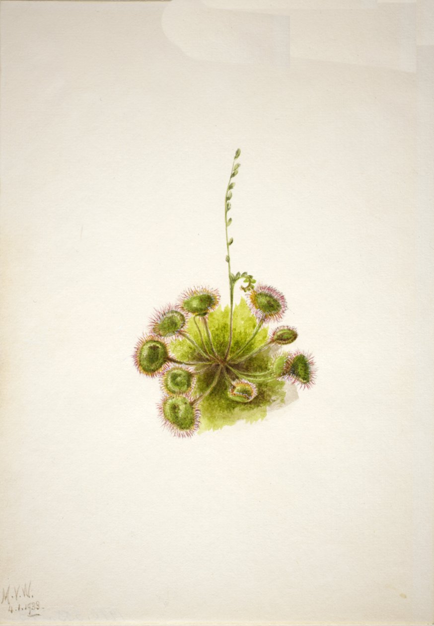 Rondbladige zonnedauw Drosera rotundifolia door Mary Vaux Walcott