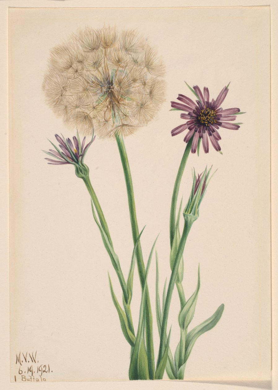 Schorseneren (Tragopogon porrifolius) door Mary Vaux Walcott