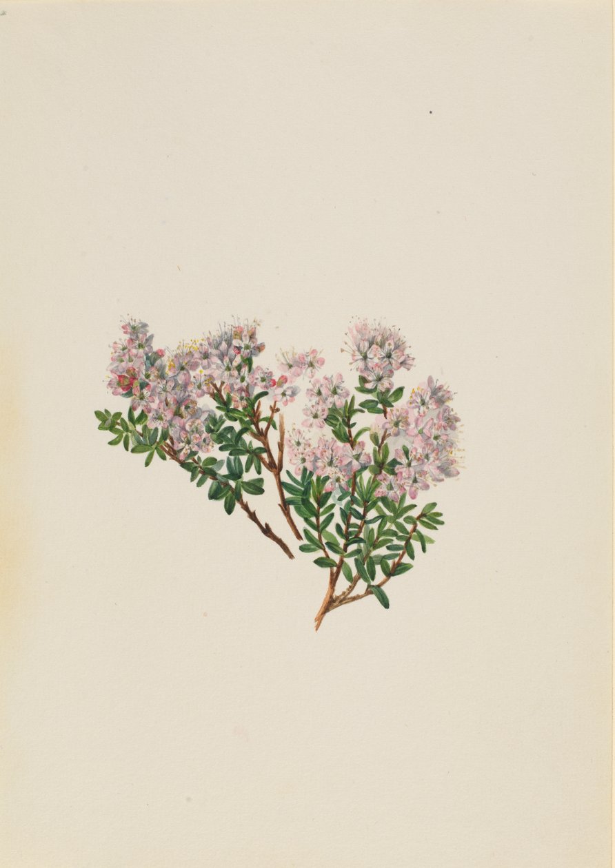Zand Mirte Leiophyllum lyoni, ca. 1930s door Mary Vaux Walcott