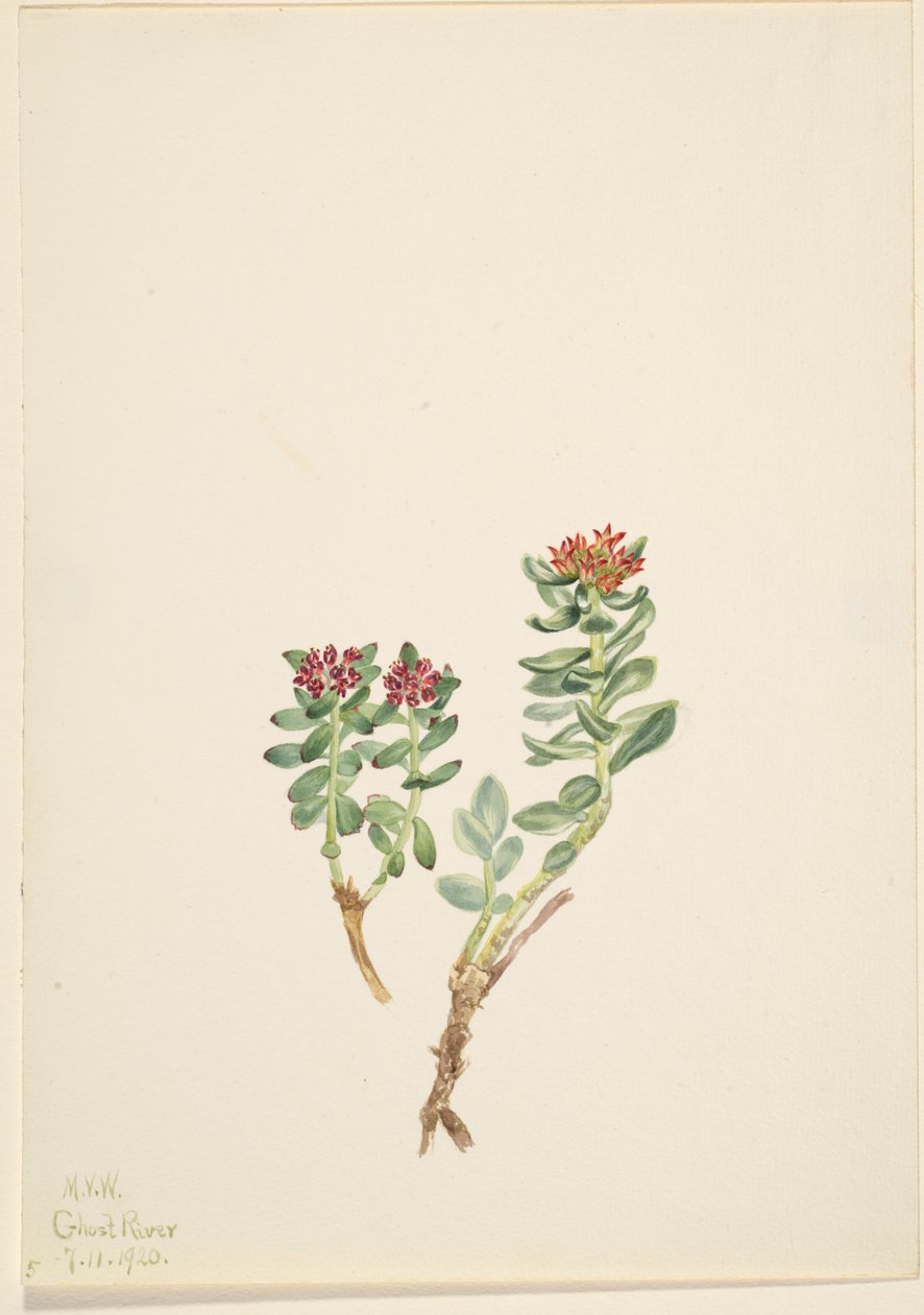 Sanifoiga adscendeus, 1920 door Mary Vaux Walcott