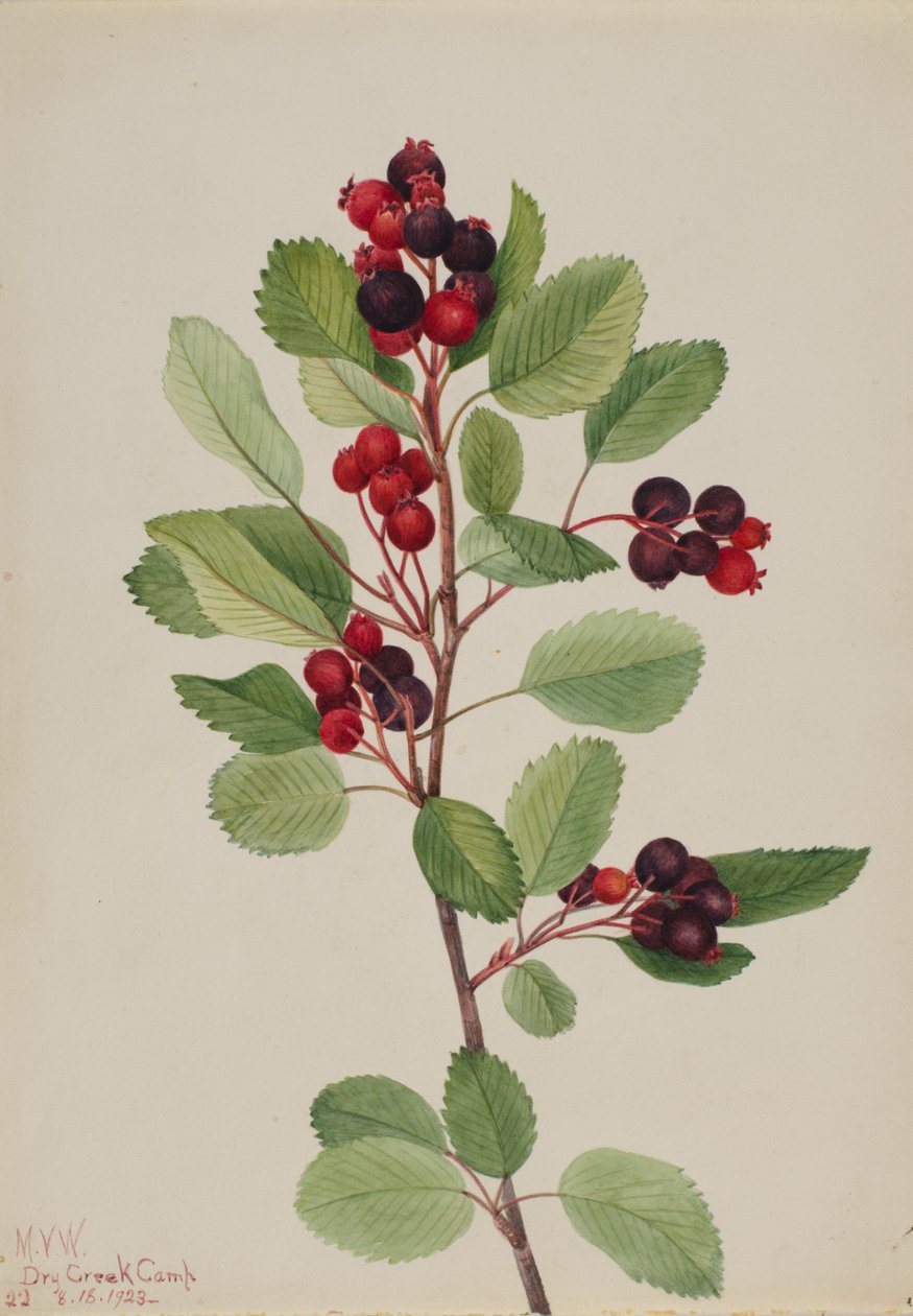 Saskatoon Amelanchier alnifolia, 1923 door Mary Vaux Walcott