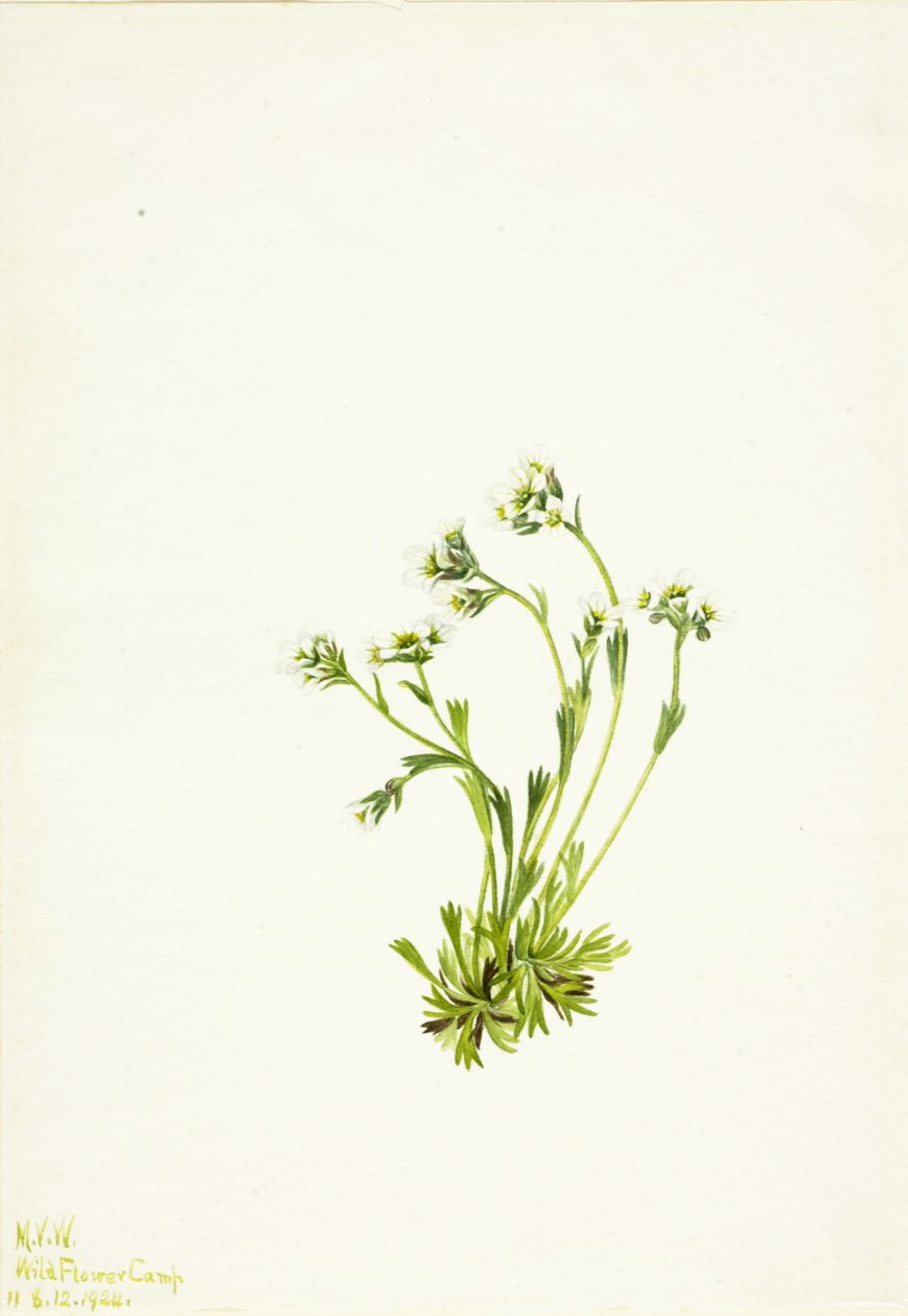 Saxifrage Saxifraga caespitosa, 1924 door Mary Vaux Walcott