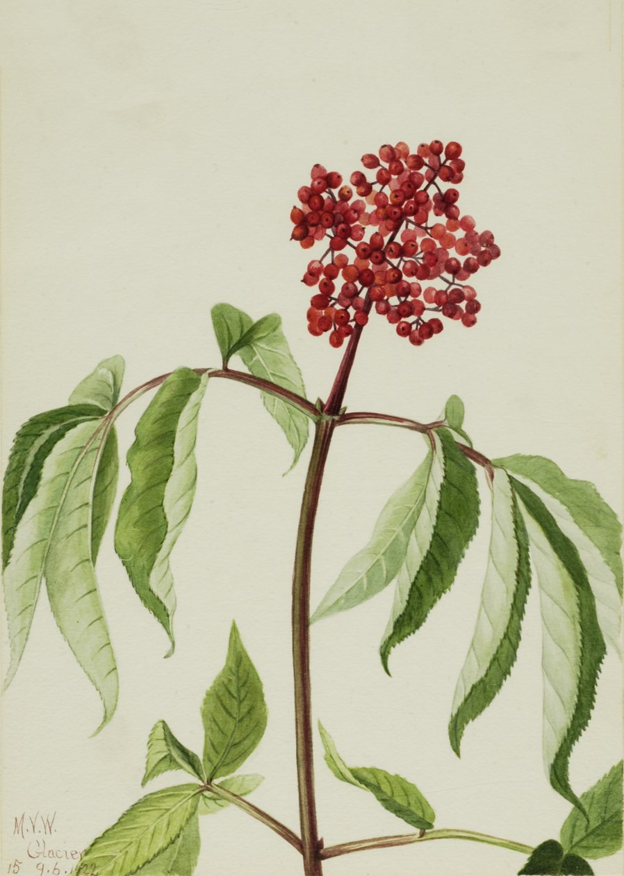 Rode Vlier Sambucus pubens, 1922 door Mary Vaux Walcott