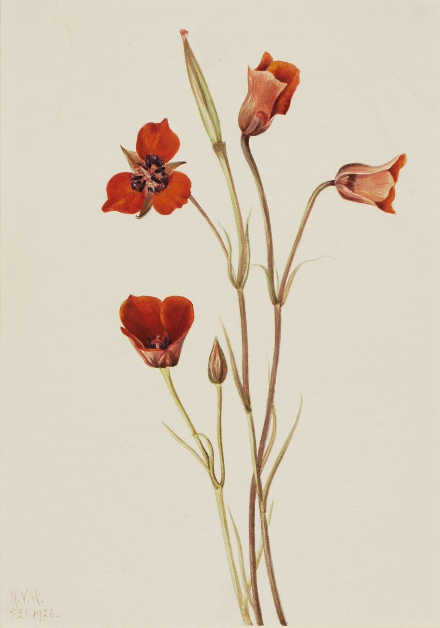 Scharlaken mariposa (Calochortus kennedyi) door Mary Vaux Walcott