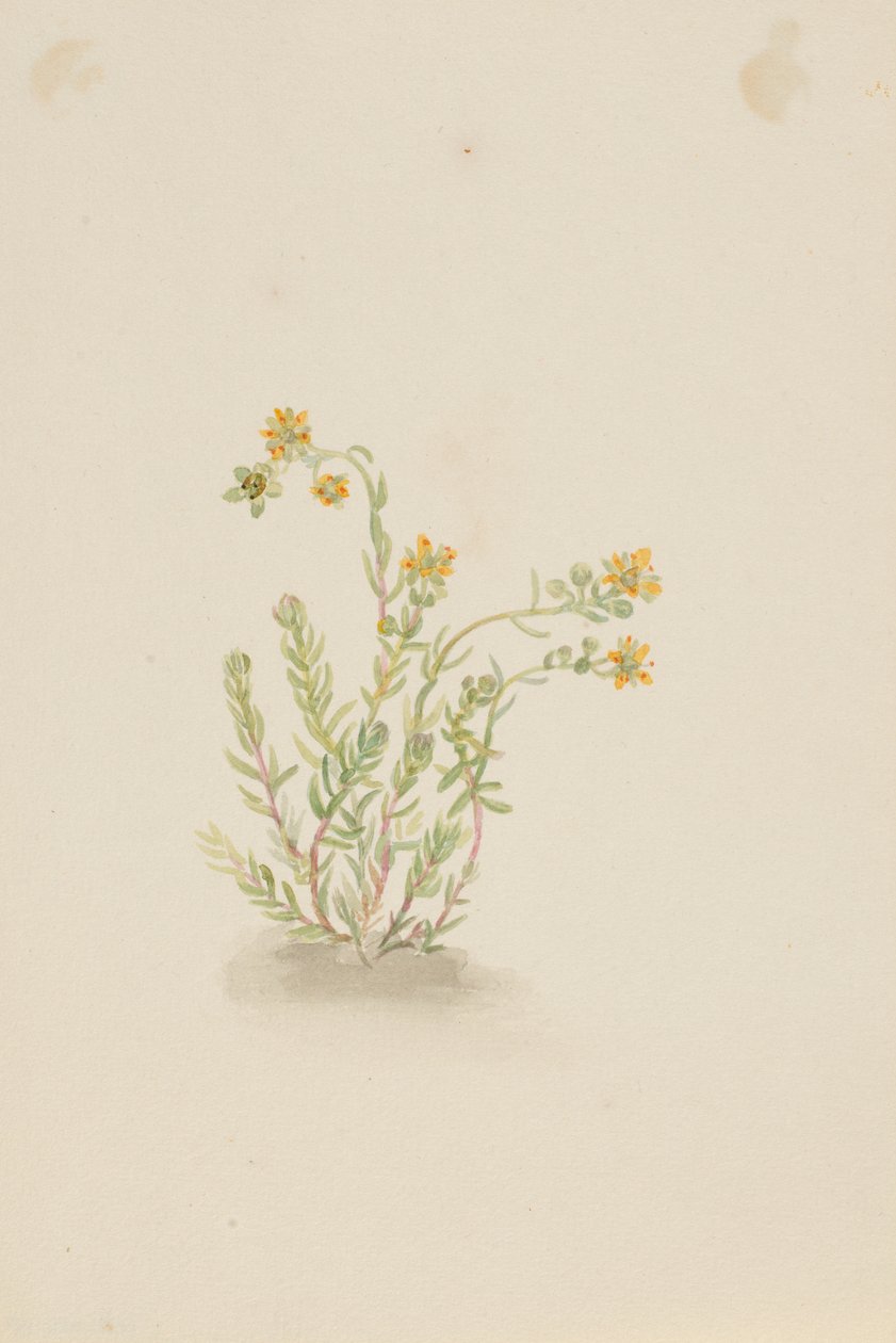 Sedum stenopetalum door Mary Vaux Walcott