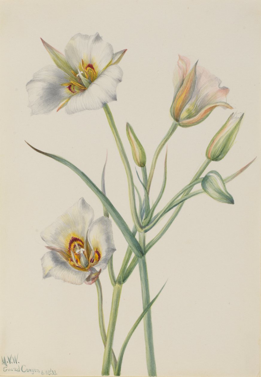 Segolelie (Calochortus nuttallii) door Mary Vaux Walcott