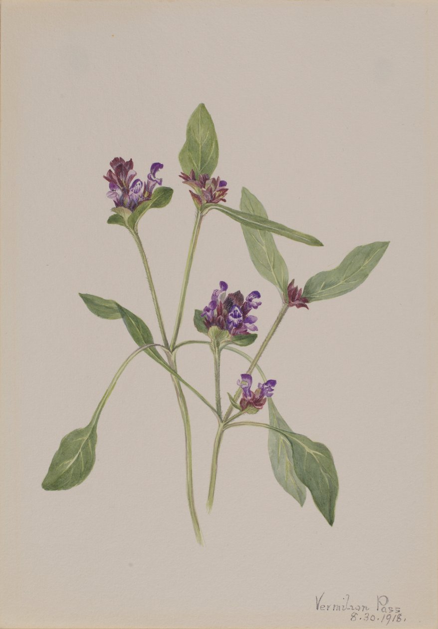 Self-Heal (Prunella vulgaris) door Mary Vaux Walcott