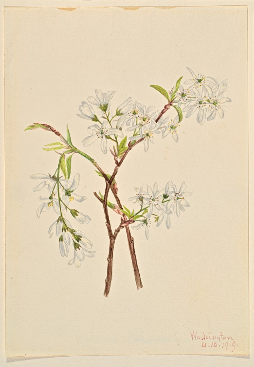 Schaduwstruik (Amelianchier oblongifolia) door Mary Vaux Walcott