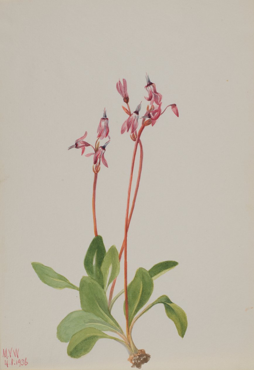 Schietster Dodecatheon hendersonii door Mary Vaux Walcott