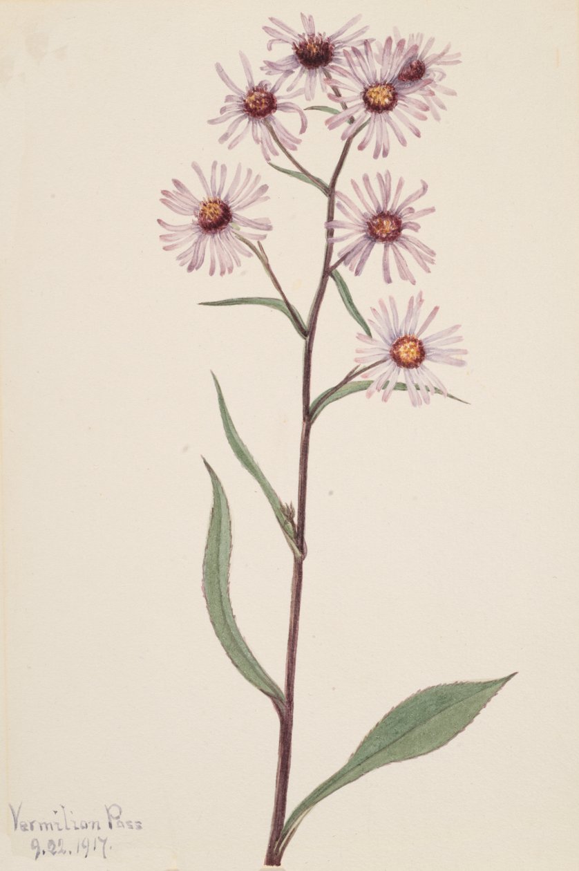 Showy Aster Aster conspicuus, 1917 door Mary Vaux Walcott