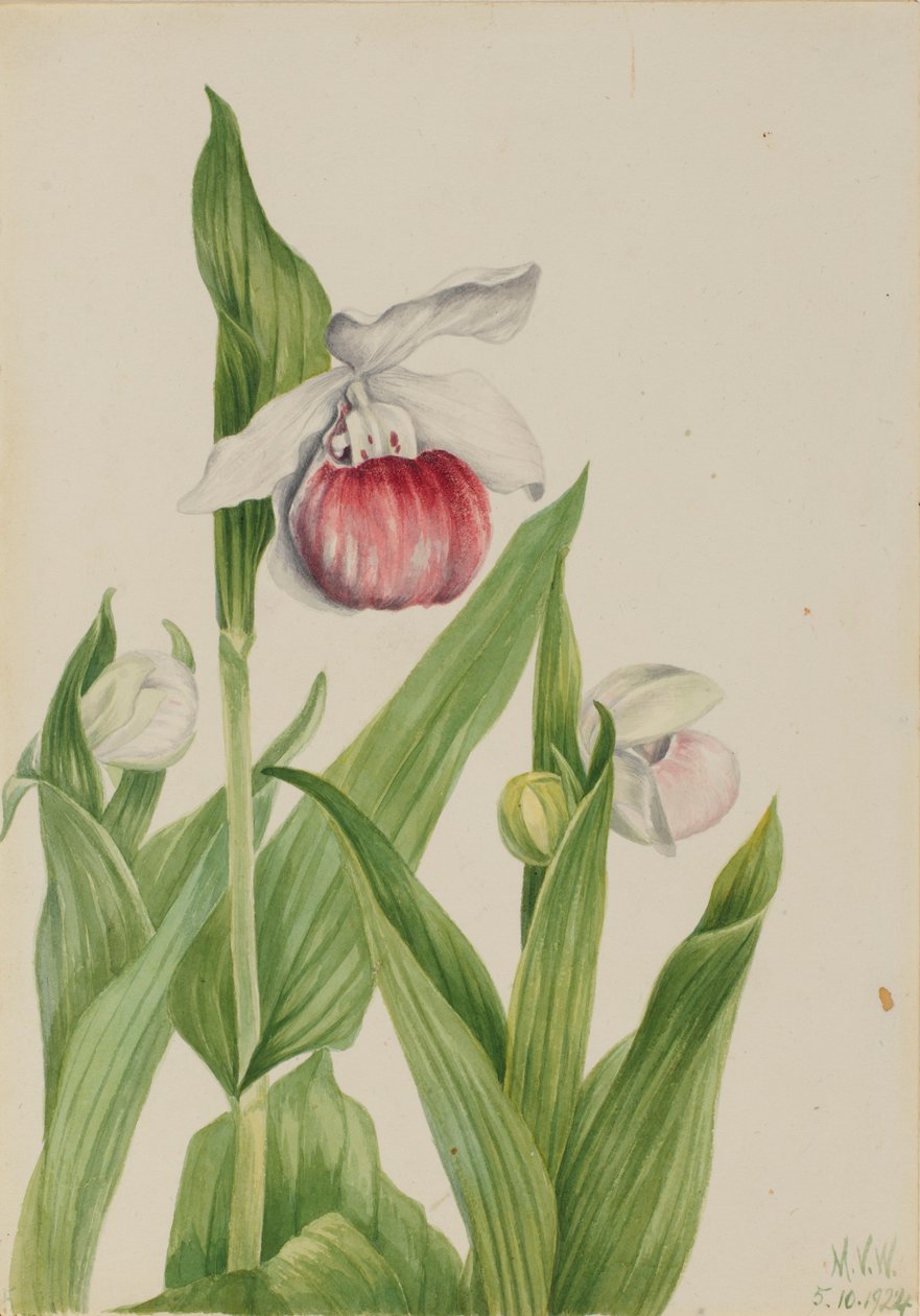 Opvallend vrouwenschoentje (Cypripedium reginae) door Mary Vaux Walcott