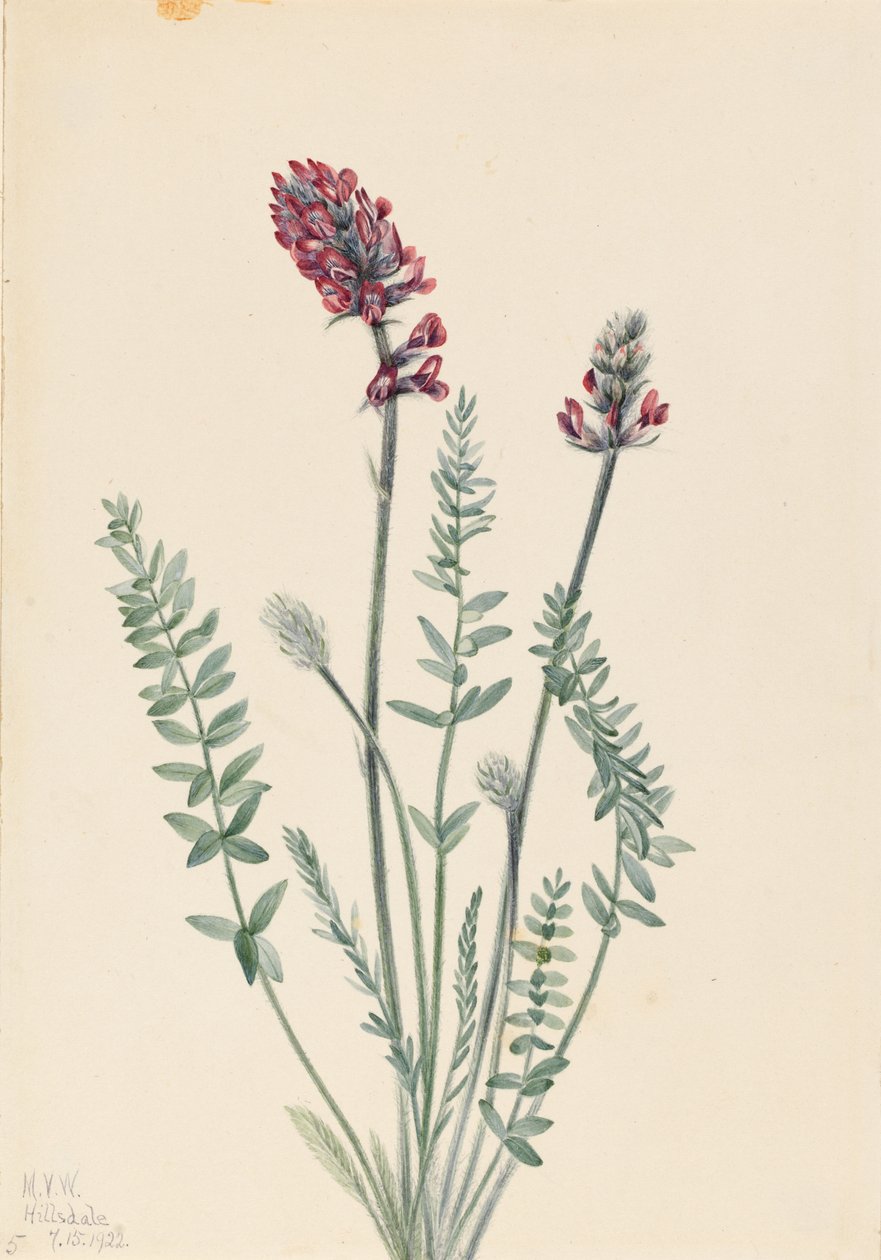 Opvallende oxytroop (Oxytropis splendens) door Mary Vaux Walcott