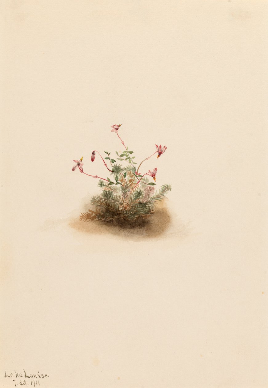 Kleine veenbes Oxycoccus palustris, 1911 door Mary Vaux Walcott