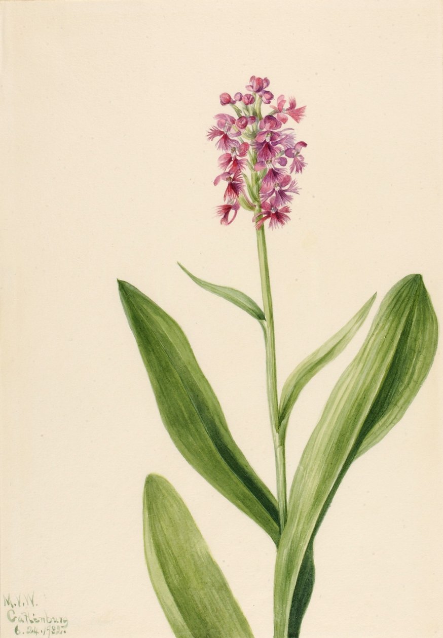 Kleine paarse franje orchidee (Habenaria psychodes) door Mary Vaux Walcott