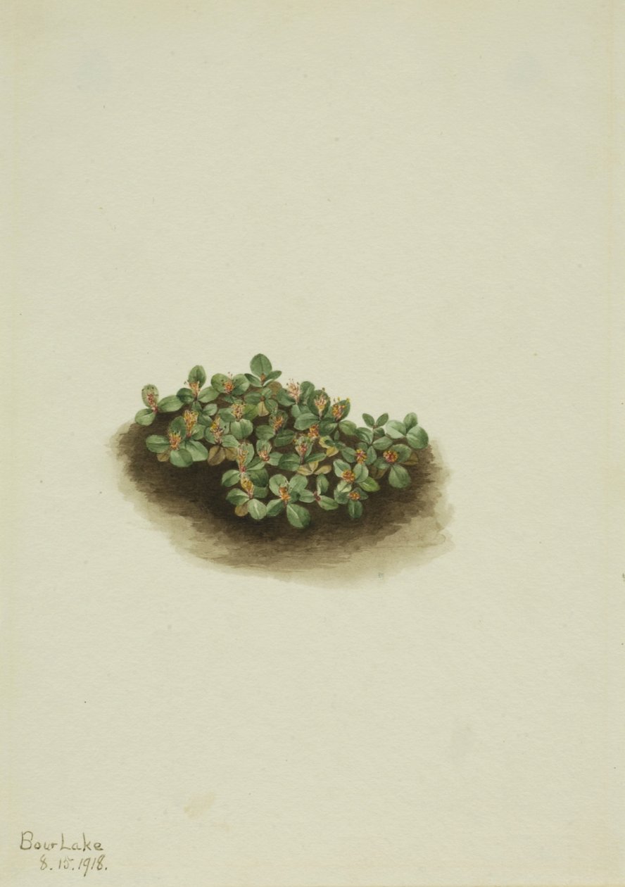 Sneeuwwilg (Salix nivalis) door Mary Vaux Walcott