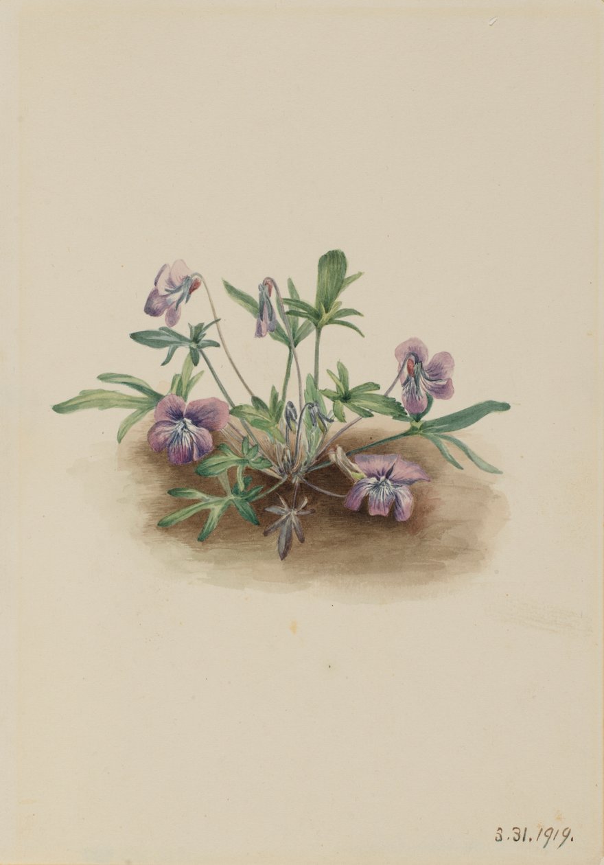 Zuidelijke kustviooltje (Viola septemloba) door Mary Vaux Walcott