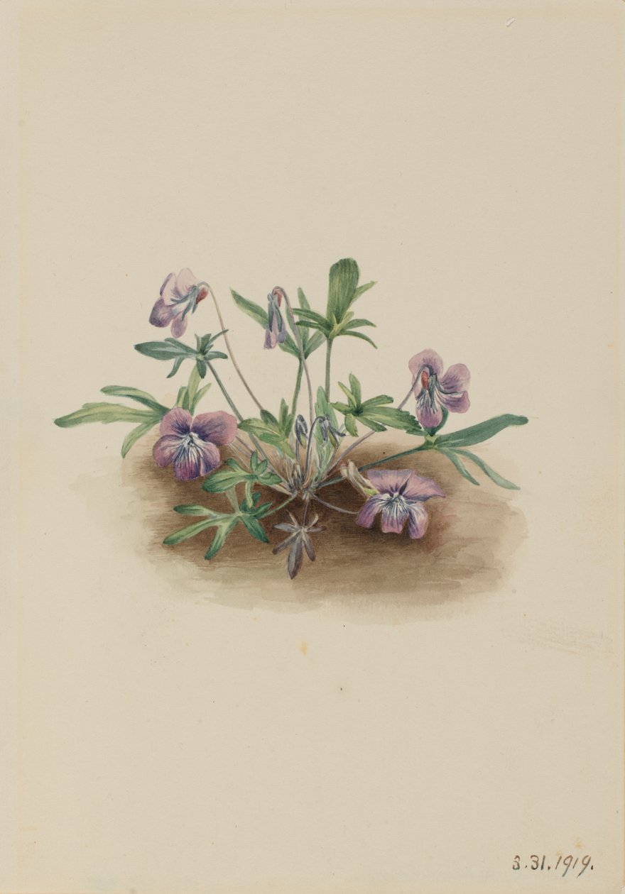 Zuidelijke Kustviolet Viola septemloba, 1919 door Mary Vaux Walcott