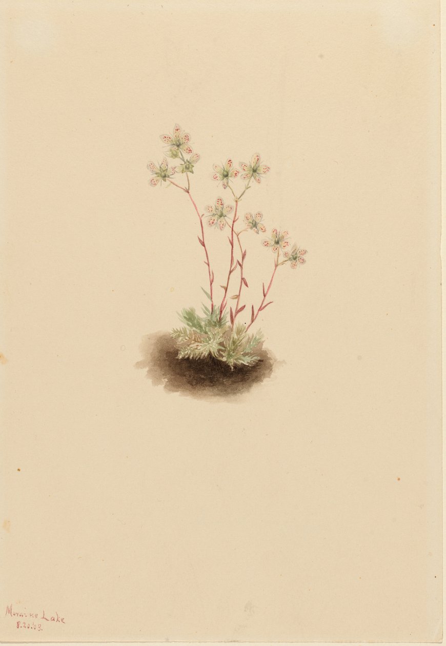 Gevlekte Saksenbloem (Saxifraga bronchialis) door Mary Vaux Walcott