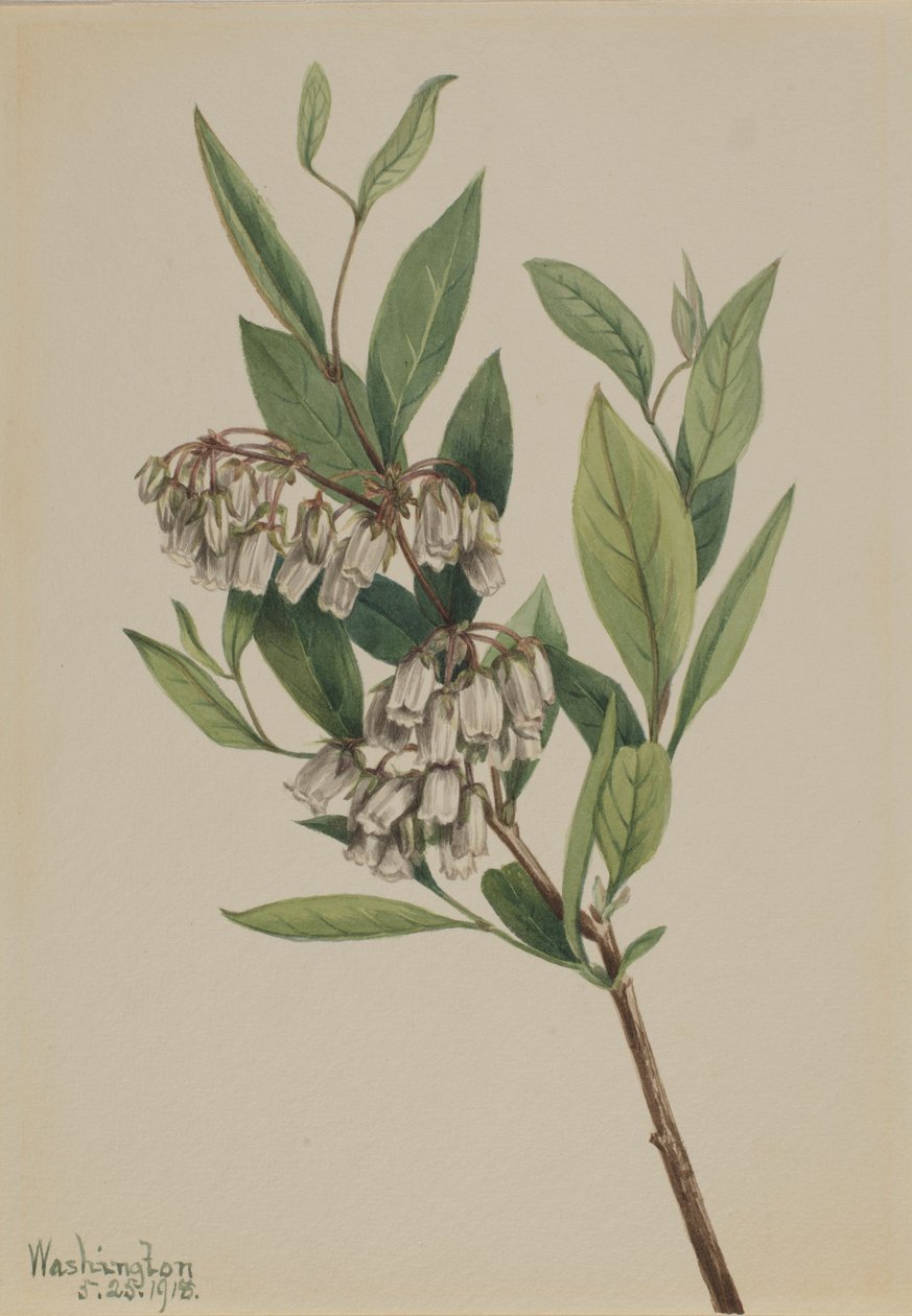 Struikhei (Pieris mariana) door Mary Vaux Walcott