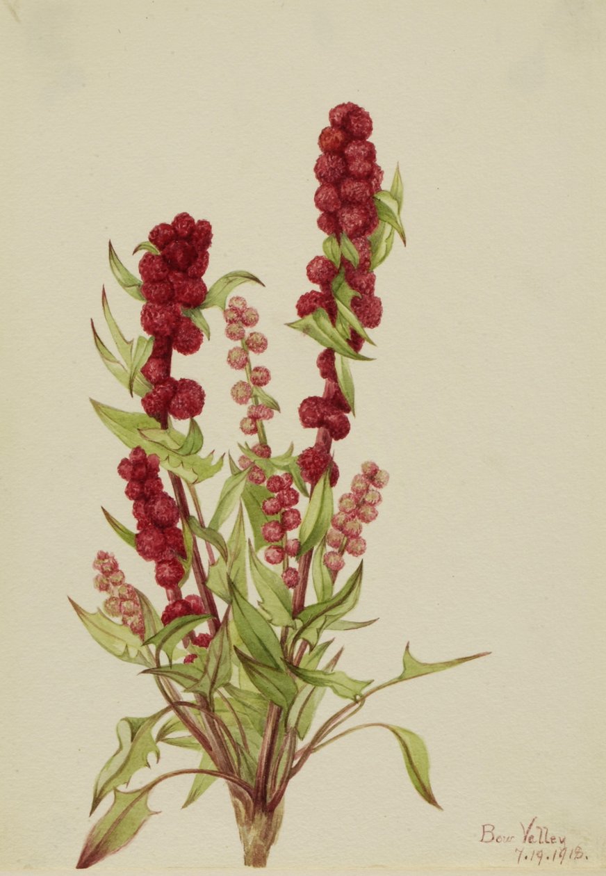 Aardbei (Chenopodium capitatum) door Mary Vaux Walcott
