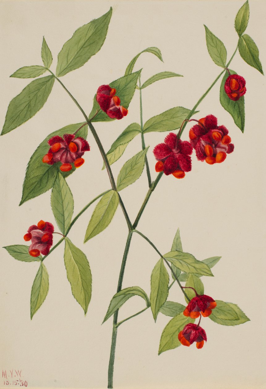 Aardbeibos-"Harten boordevol liefde" (Euonymus Americanus) door Mary Vaux Walcott