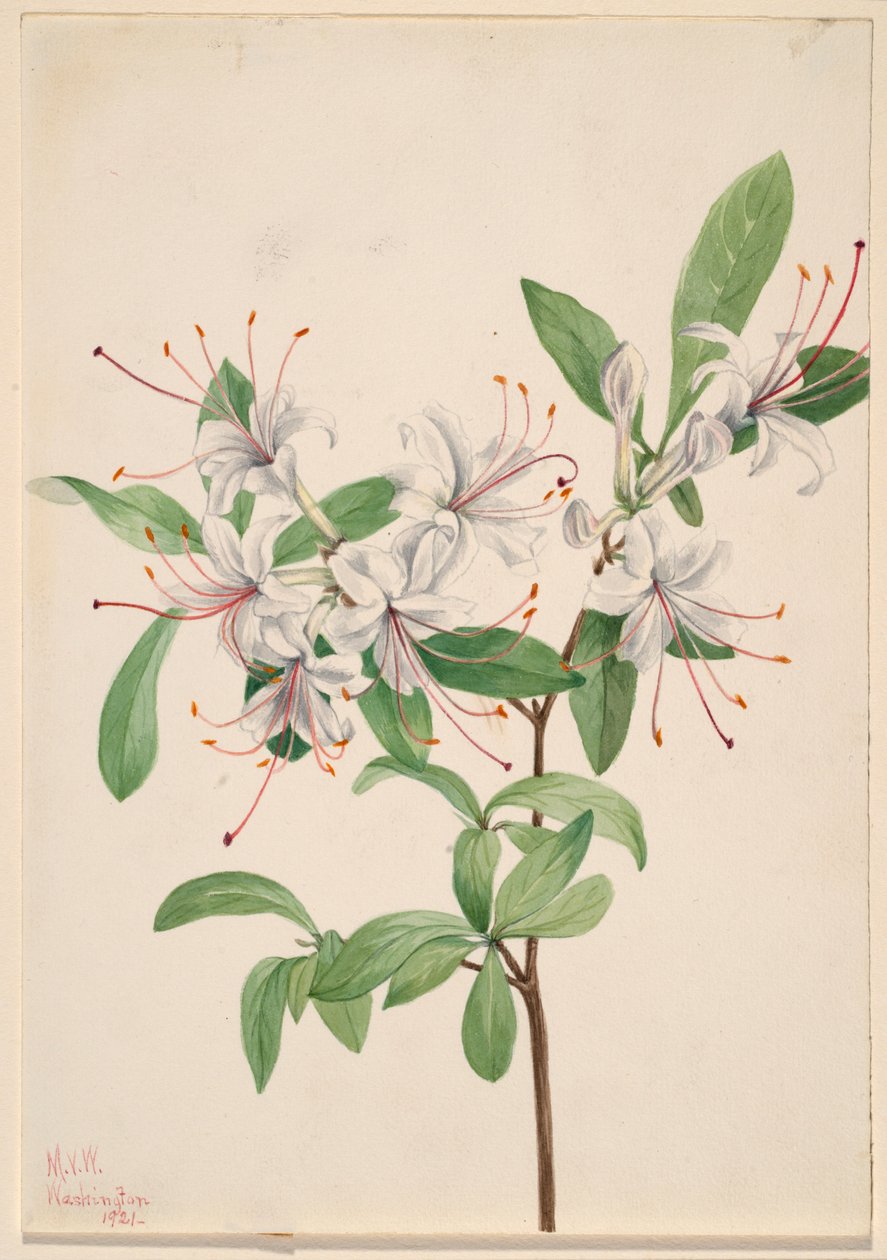 Azalea (Azalea arborescens) door Mary Vaux Walcott