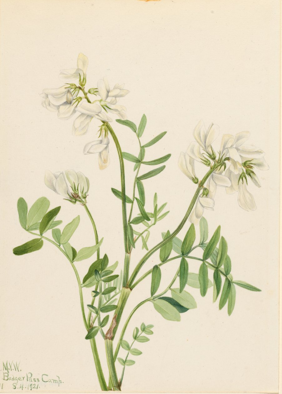 Vetblad (Hedysarum mackenzii) door Mary Vaux Walcott