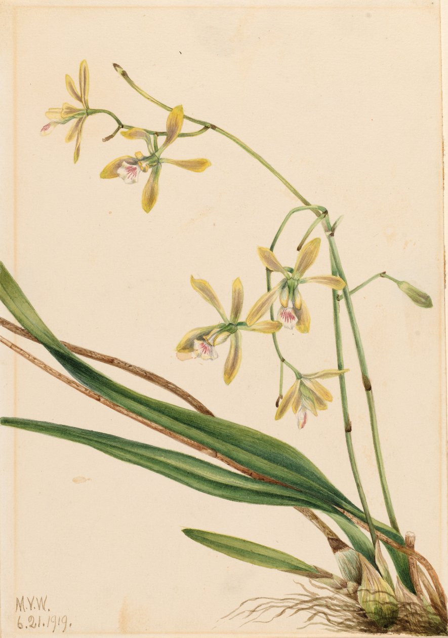 Tampa Epidendrum (Epidendrum tampense) door Mary Vaux Walcott