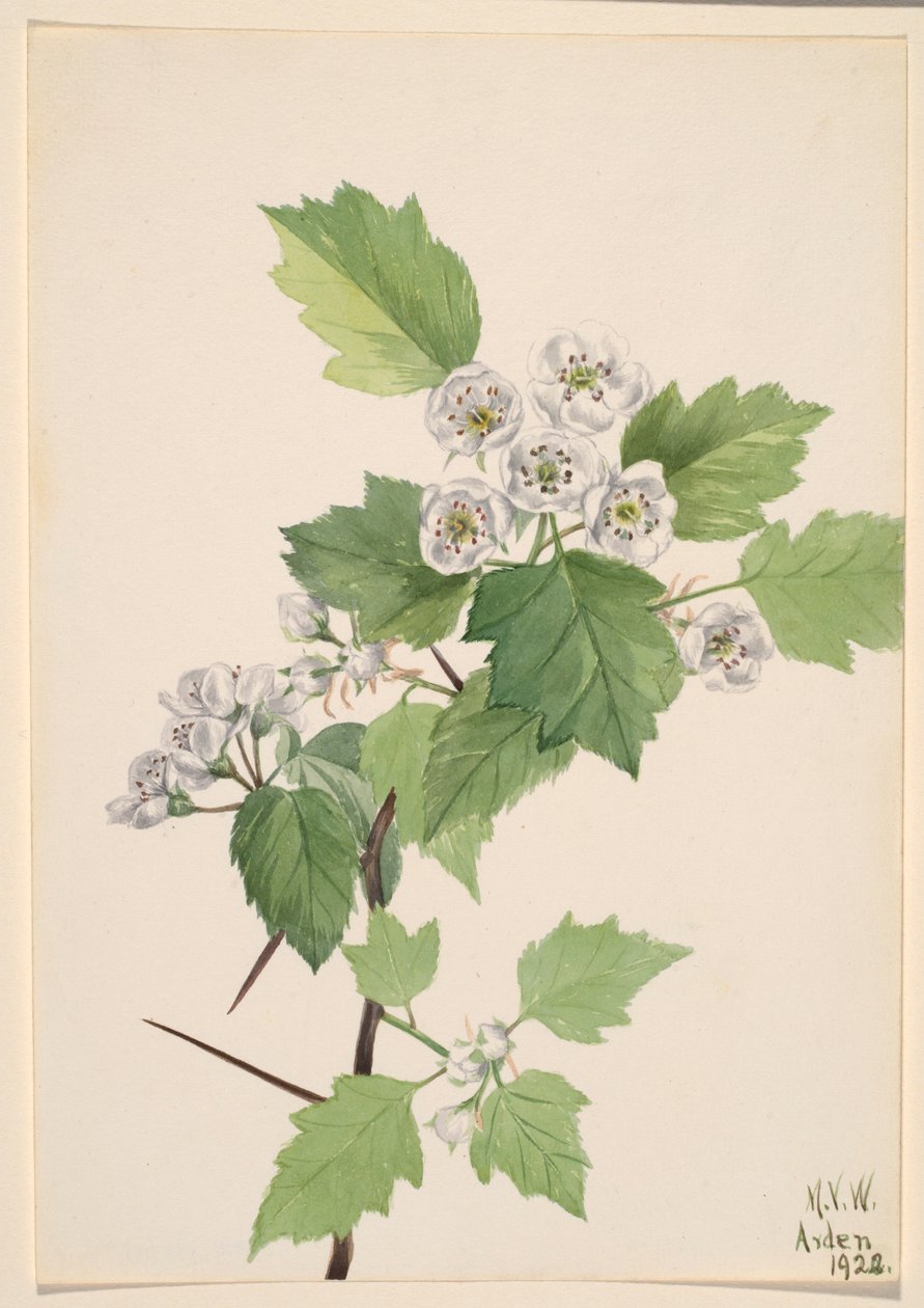 Wegedoorn (Crataegus coccinea) door Mary Vaux Walcott