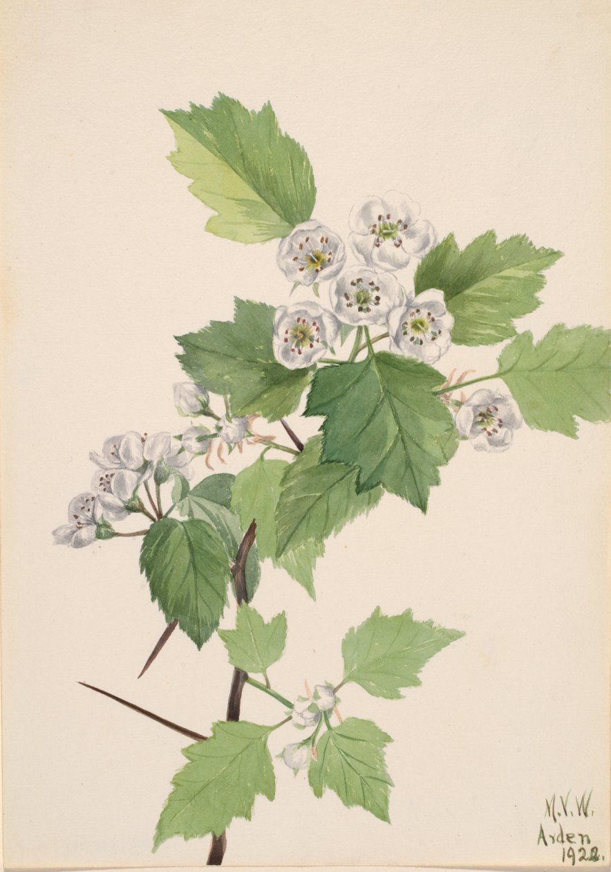 Thicket Meidoorn Crataegus coccinea, 1922 door Mary Vaux Walcott