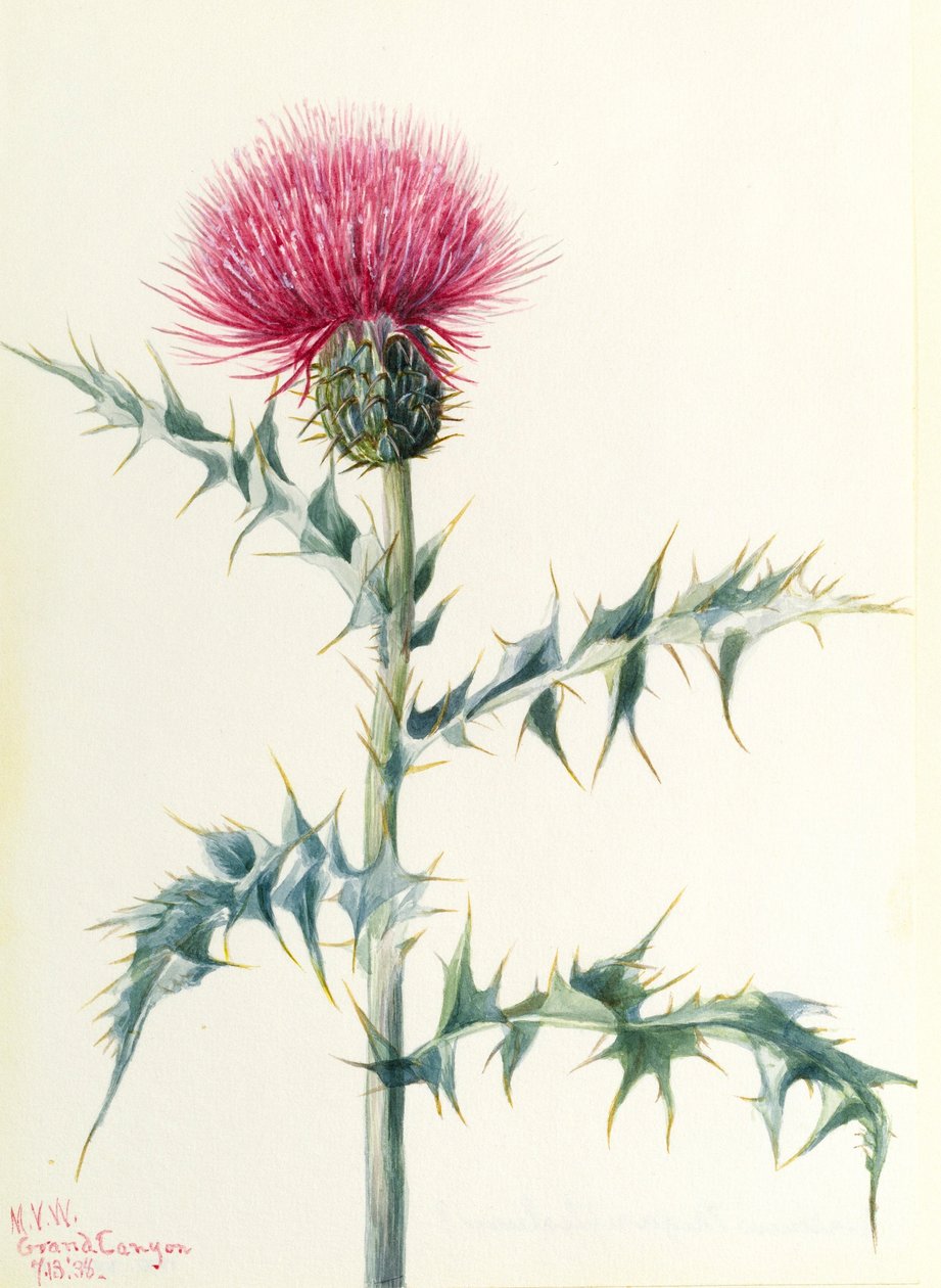 Distel (Cirsium arizonica) door Mary Vaux Walcott
