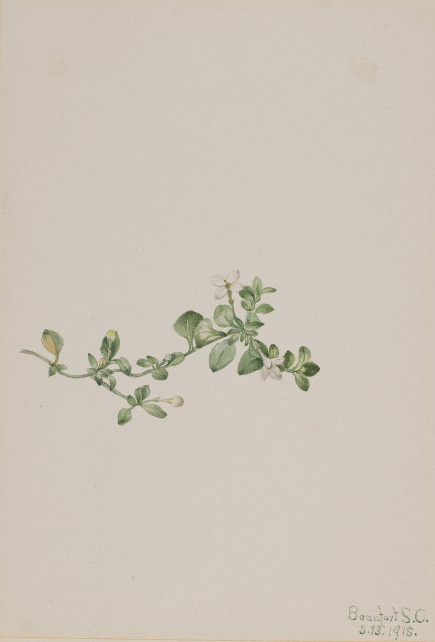 Trailing Houstonia Houstonia procumbens door Mary Vaux Walcott