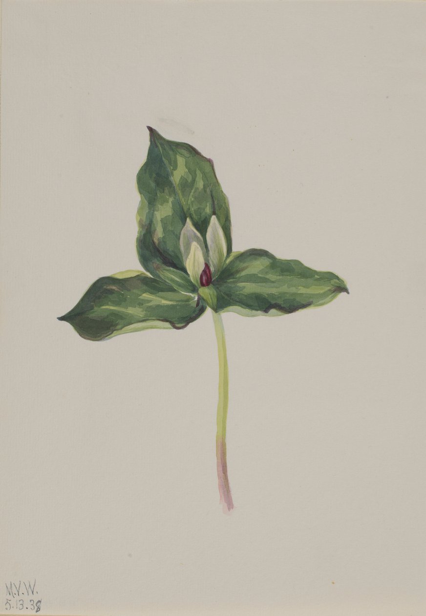 Trillium discolor door Mary Vaux Walcott
