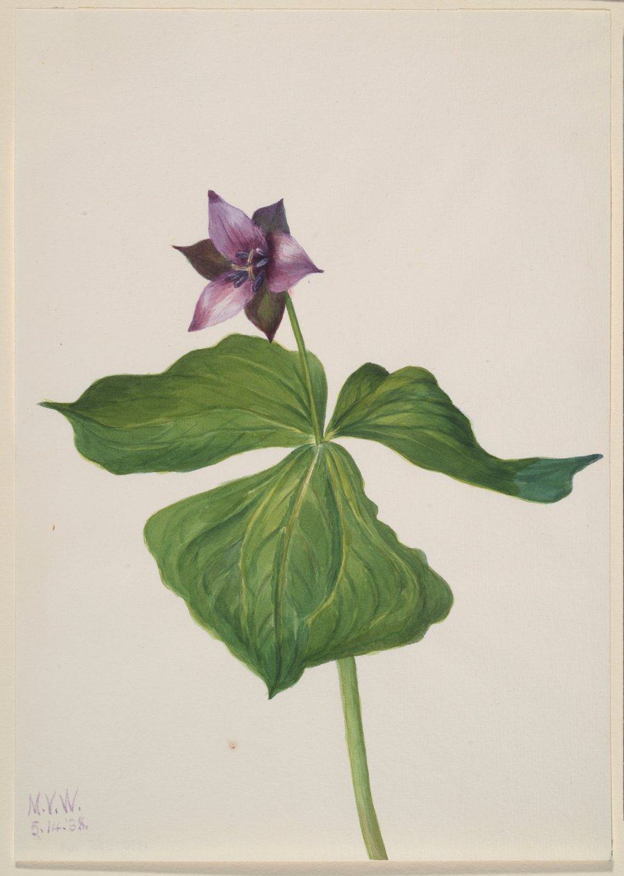 Trillium erectum door Mary Vaux Walcott