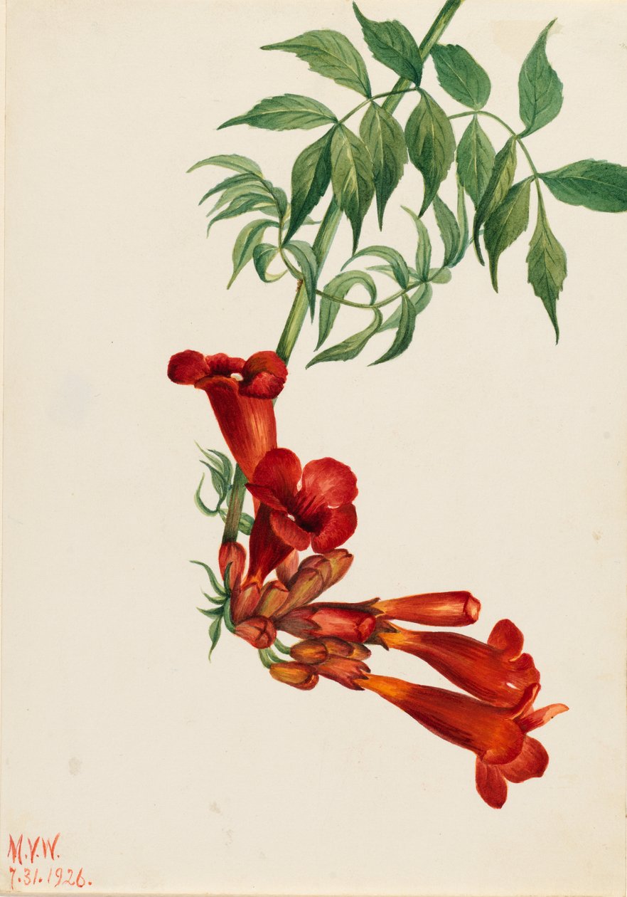 Trompetkruiper (Bignonia radicans) door Mary Vaux Walcott