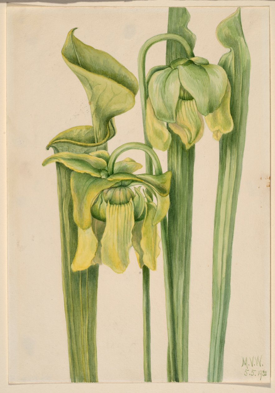 Trompetblad (Sarracenia flava) door Mary Vaux Walcott