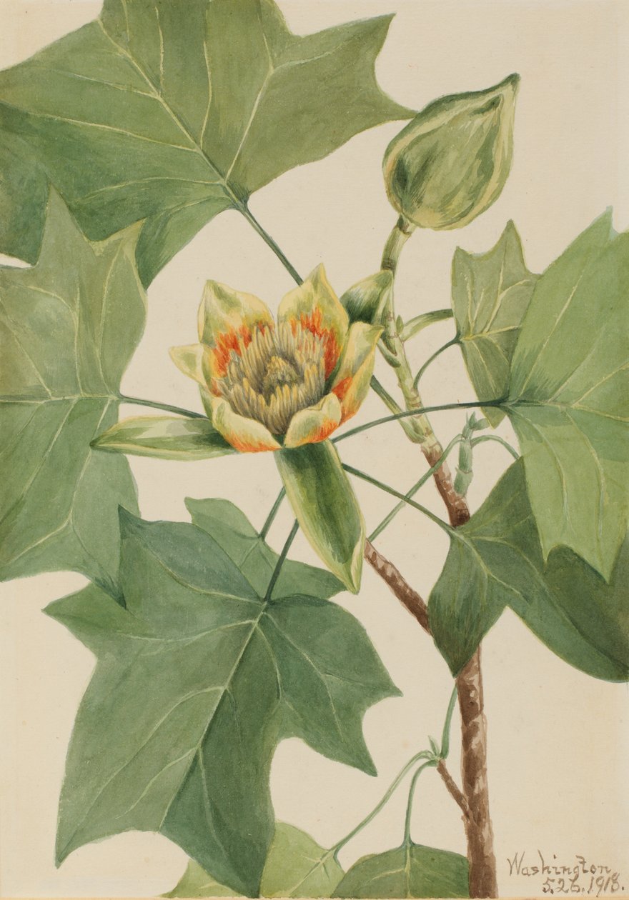 Tulpenboom Liriodendron tulipifera, 1918 door Mary Vaux Walcott
