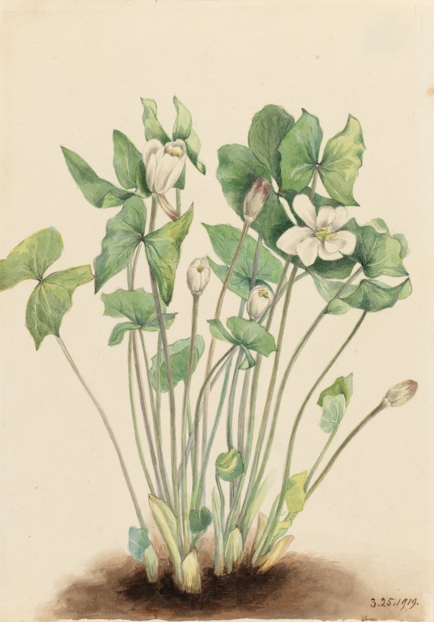 Tweeblad (Jeffersonia diphylla) door Mary Vaux Walcott