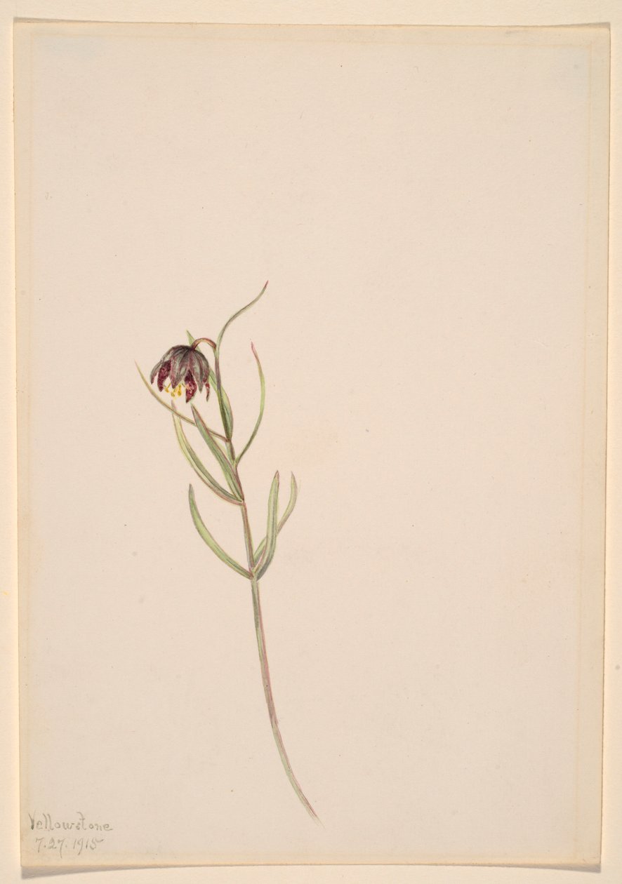 Zonder titel - Bloemenstudie door Mary Vaux Walcott