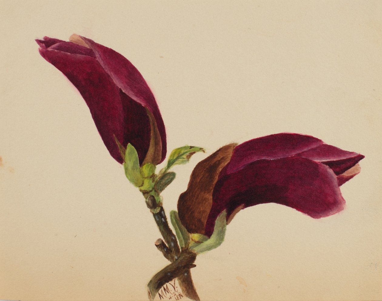 Zonder titel - Bloemenstudie door Mary Vaux Walcott