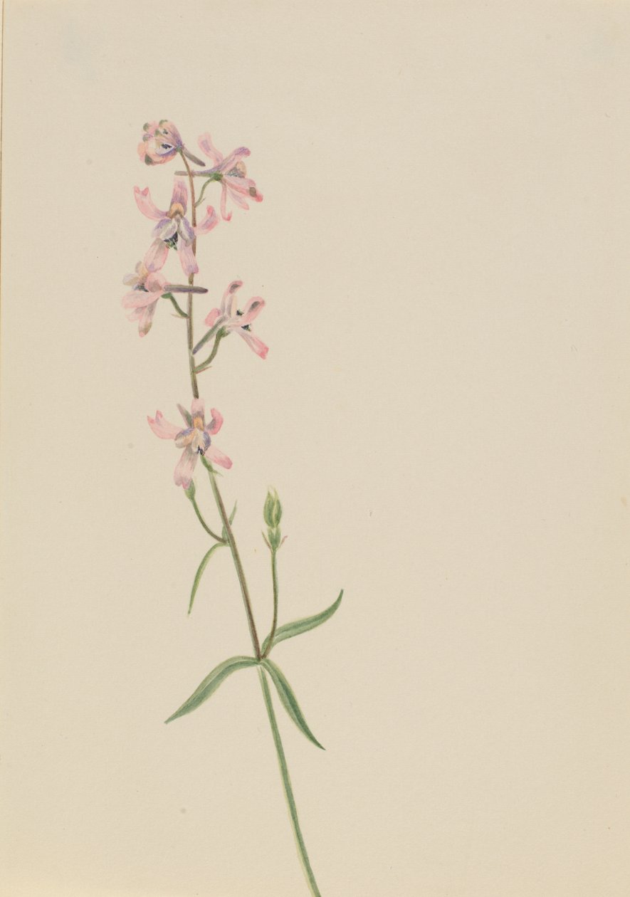 Zonder Titel--Bloemenstudie, ca. 1900-1930 door Mary Vaux Walcott