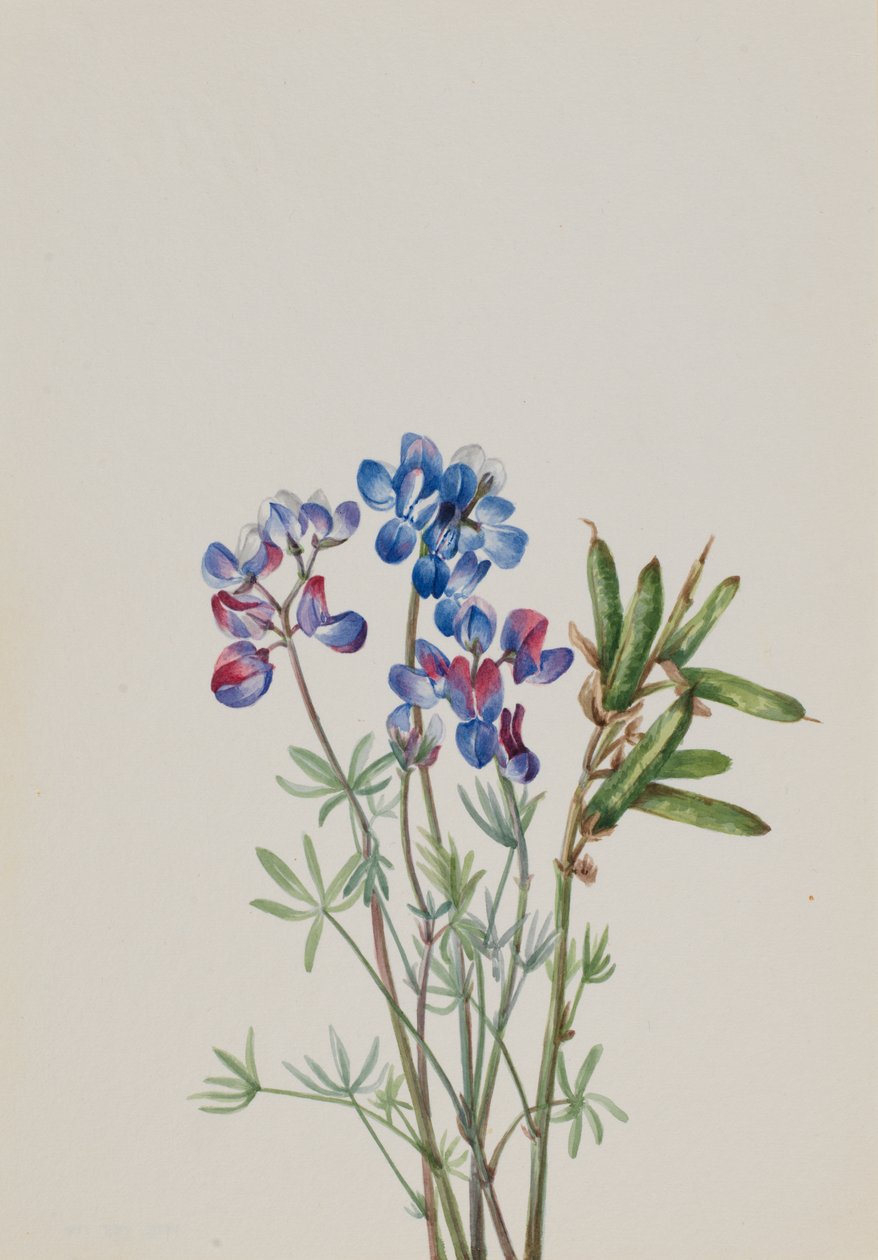 Zonder Titel - Bloemenstudie door Mary Vaux Walcott