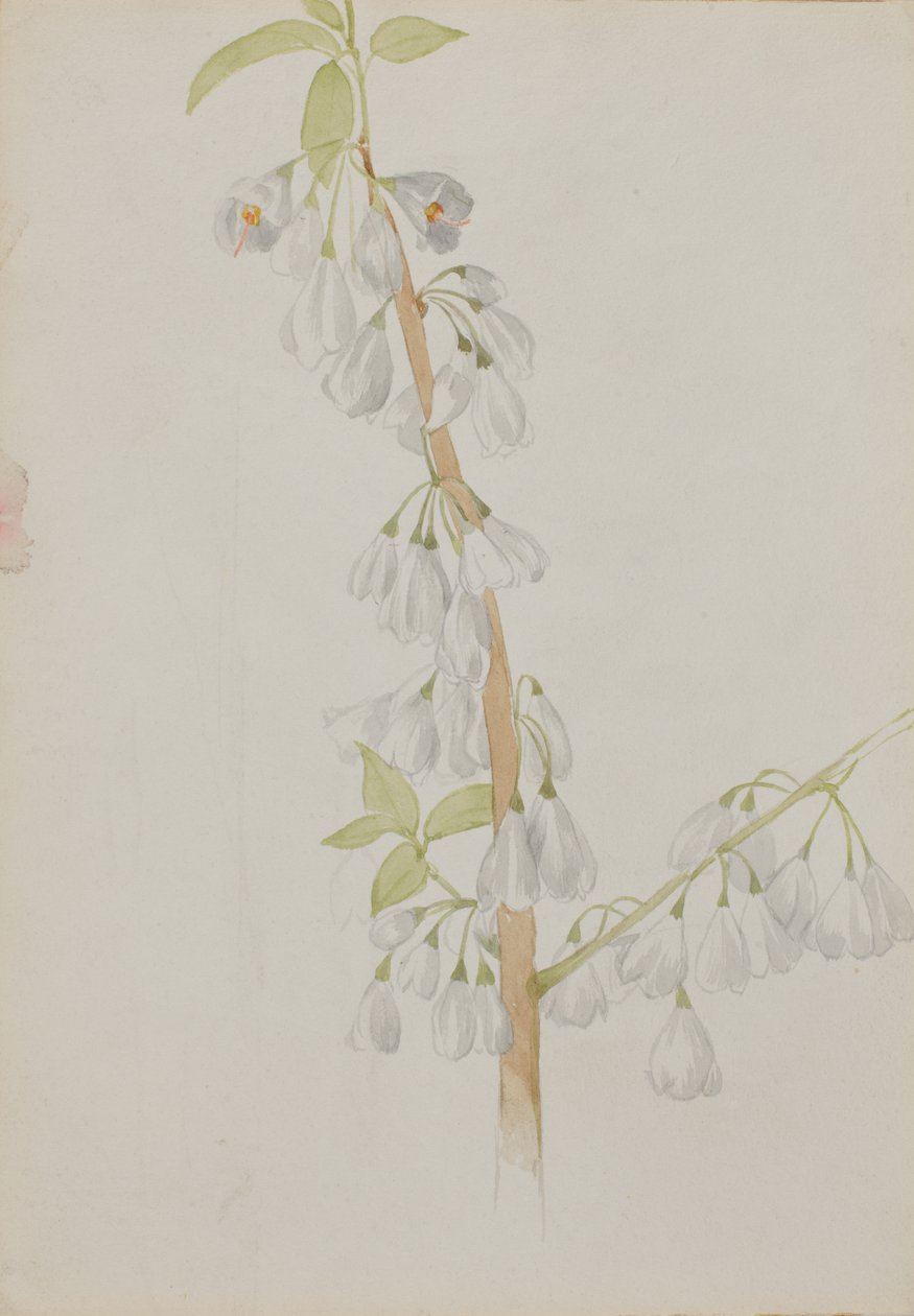 Zonder Titel - Bloemenstudie door Mary Vaux Walcott