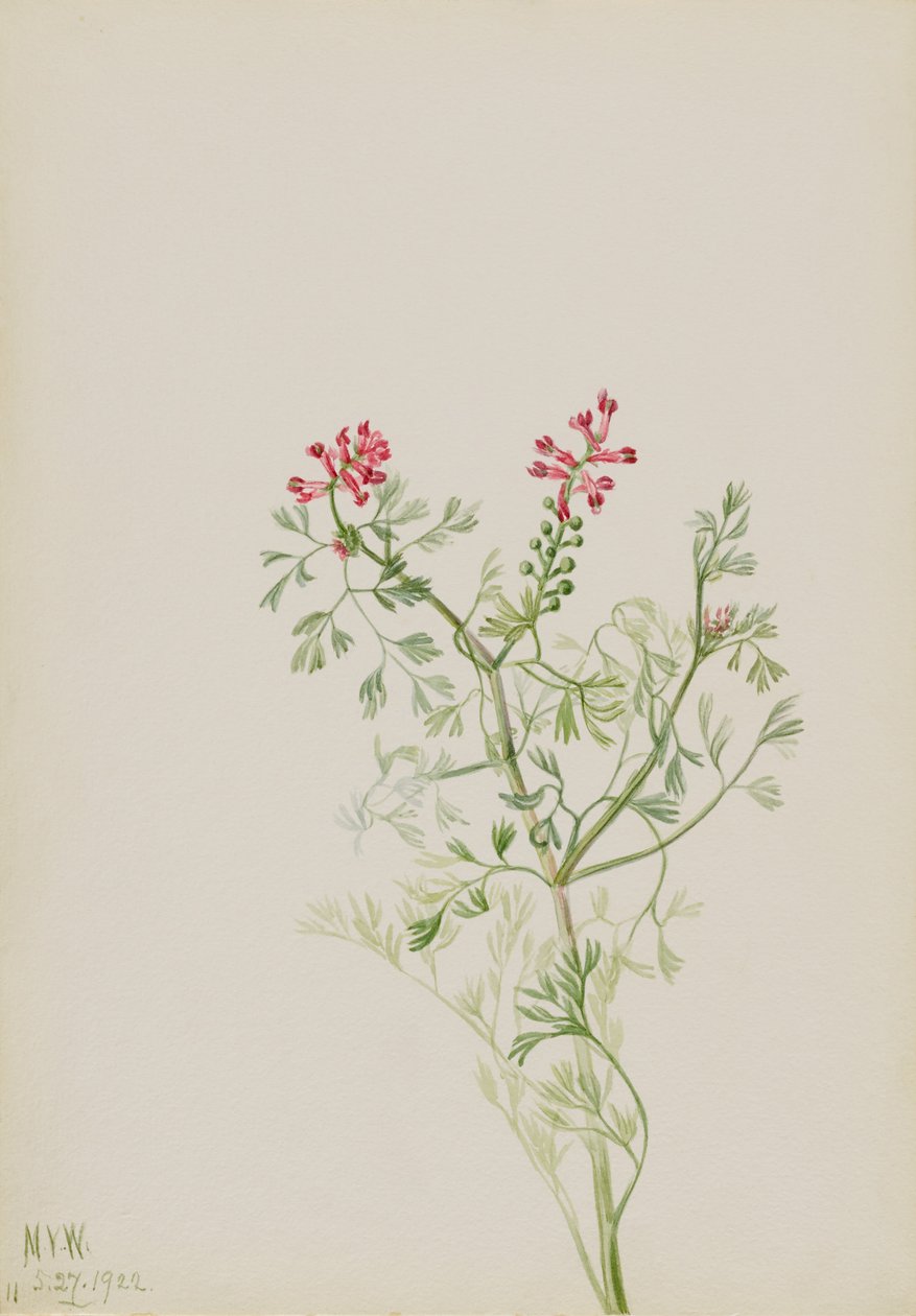 Zonder titel - Plantenstudie door Mary Vaux Walcott