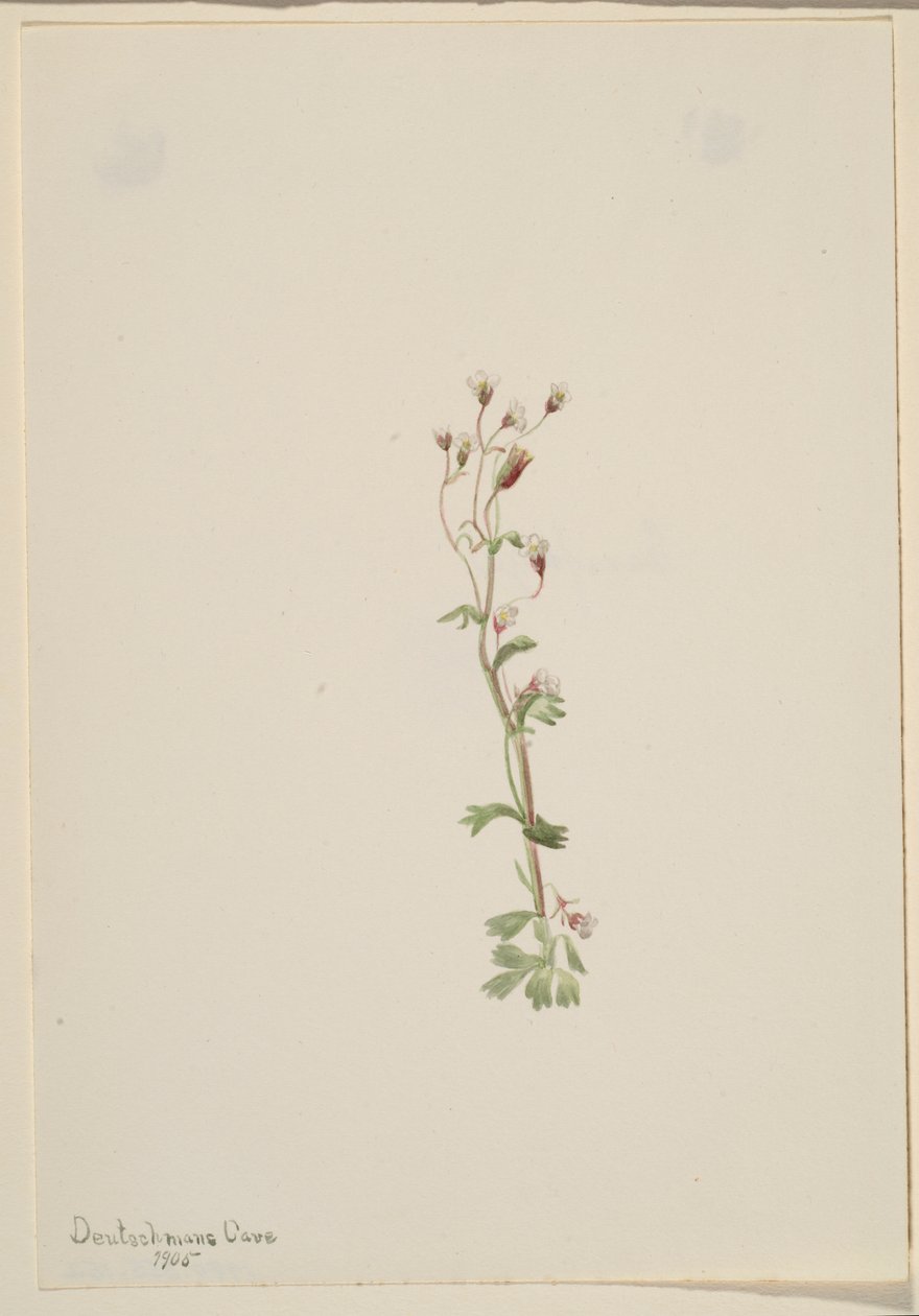 Zonder titel - Plantenstudie door Mary Vaux Walcott