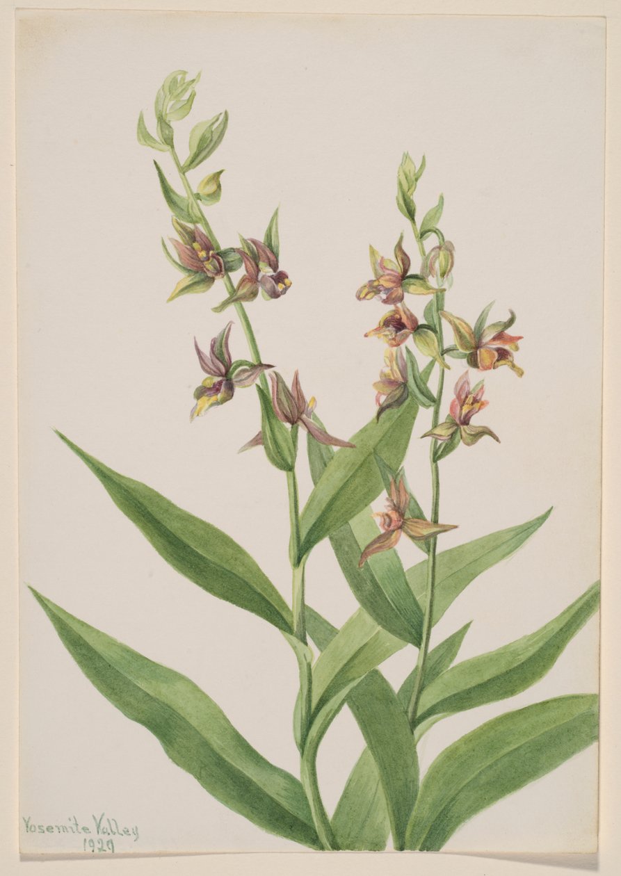 Zonder titel - Plantenstudie door Mary Vaux Walcott