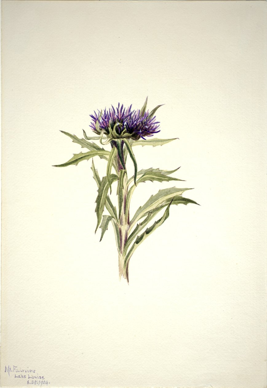Zonder titel - Plantenstudie door Mary Vaux Walcott