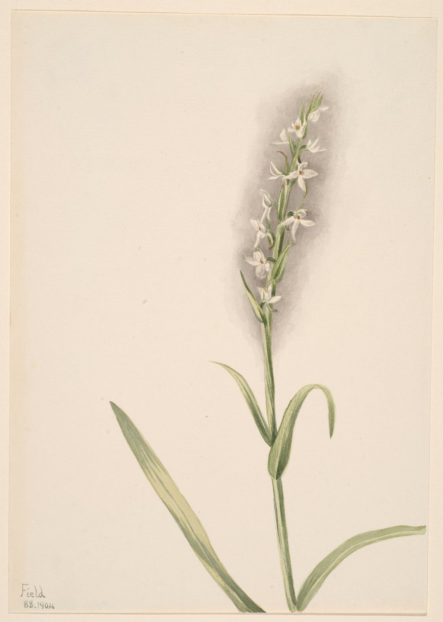 Zonder titel - Plantenstudie door Mary Vaux Walcott